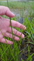 Carex tetrastachya