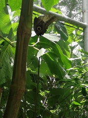 Caligo oileus