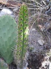 Corryocactus melanotrichus