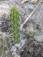 Corryocactus melanotrichus