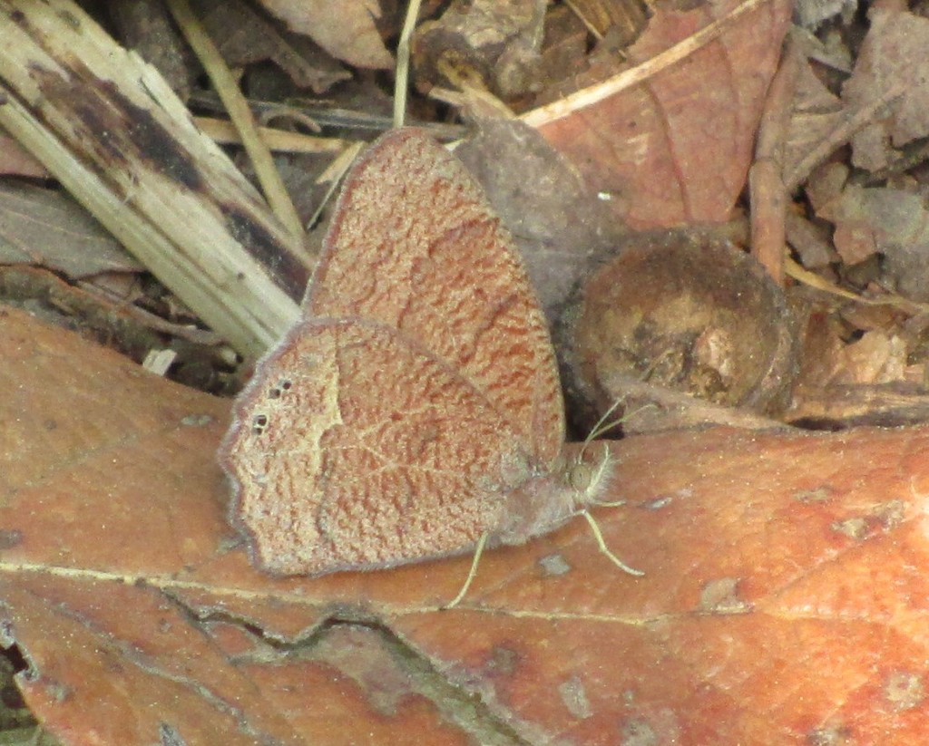 Cyllopsis perplexa
