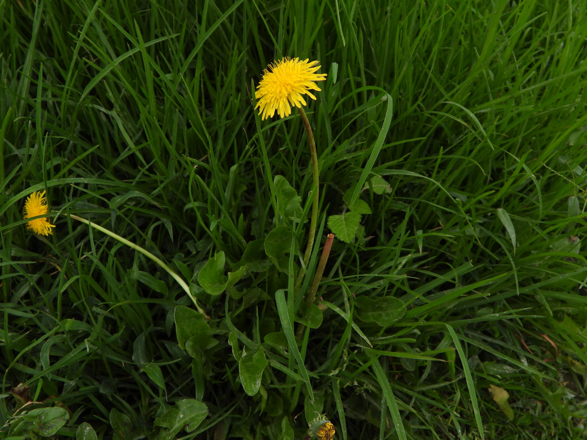 Taraxacum officinale image