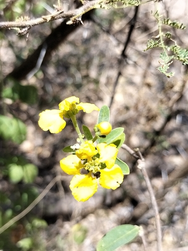 Callaeum macropterum