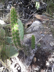 Corryocactus melanotrichus