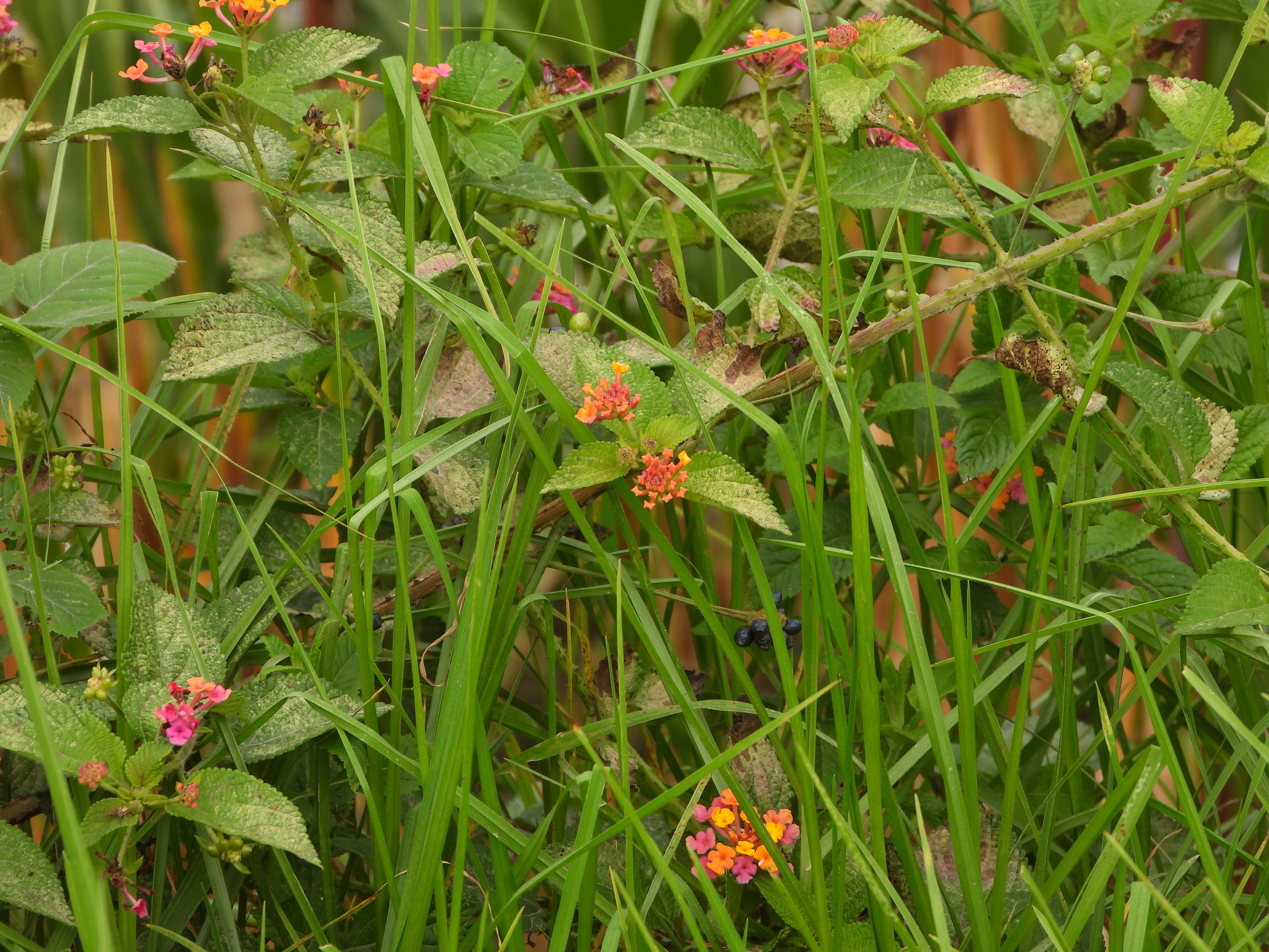 Lantana camara image