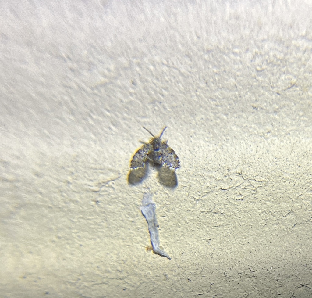 Bathroom Moth Fly from Fieldstone Pl, College Station, TX, US on April ...