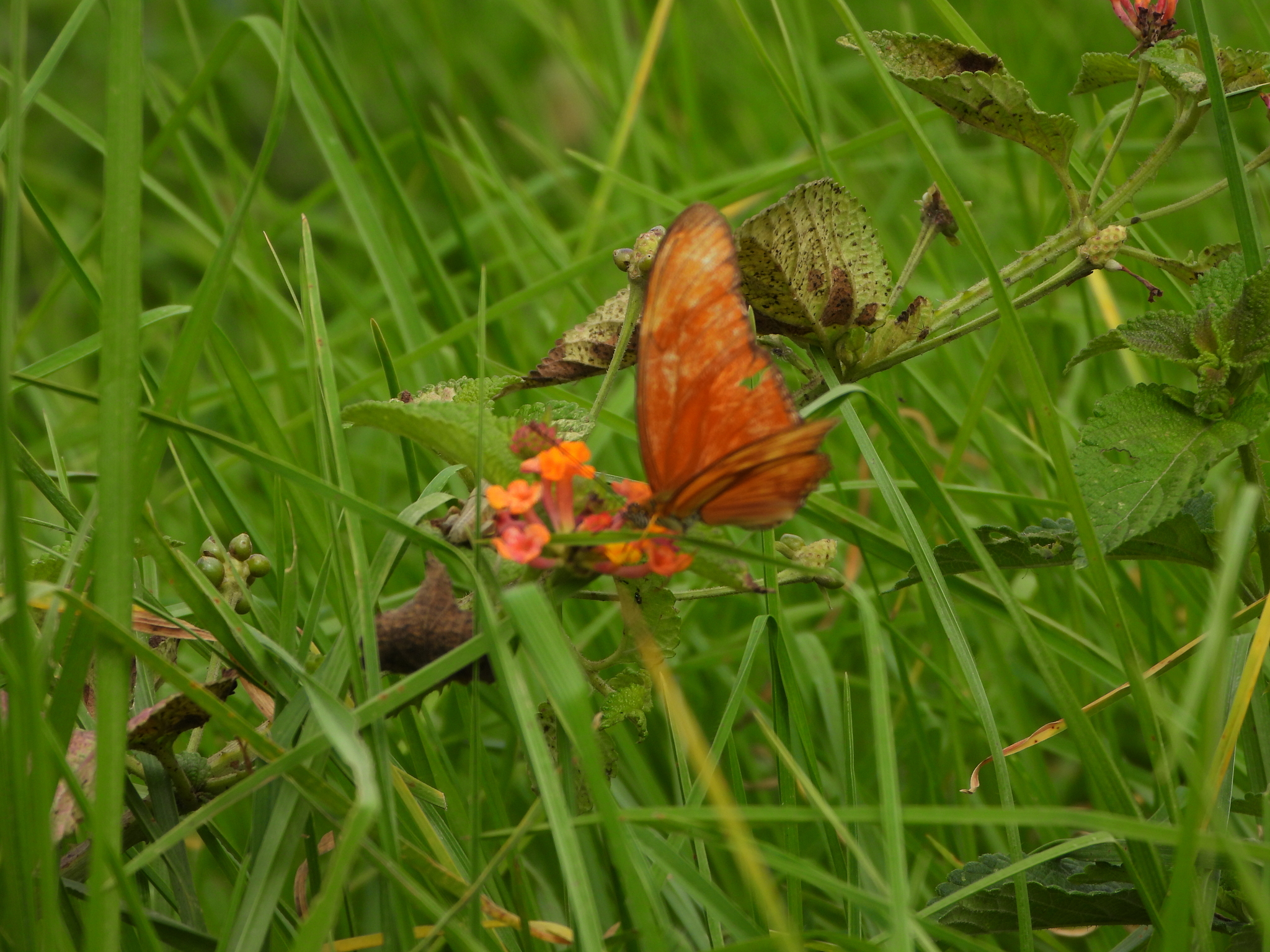 Dryas iulia image