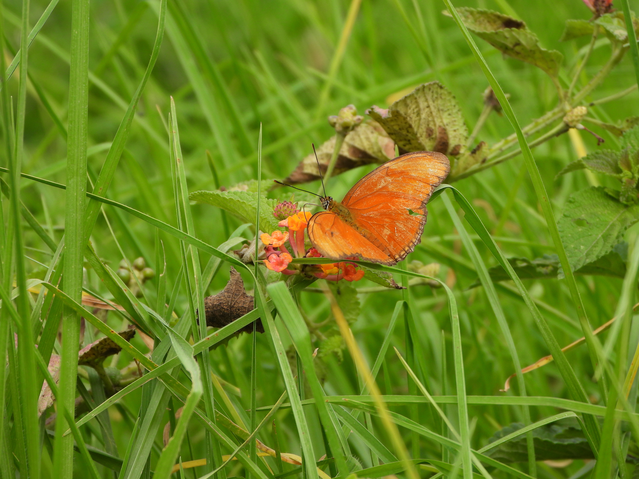 Dryas iulia image