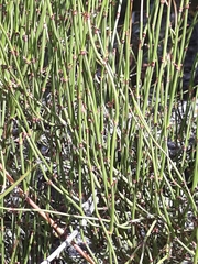 Ephedra americana