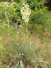 Yucca necopina