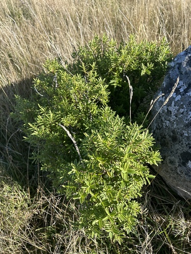 Veronica strictissima, photograph 5