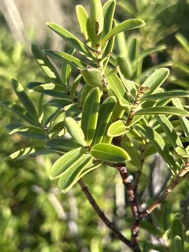 Veronica strictissima, photograph 6