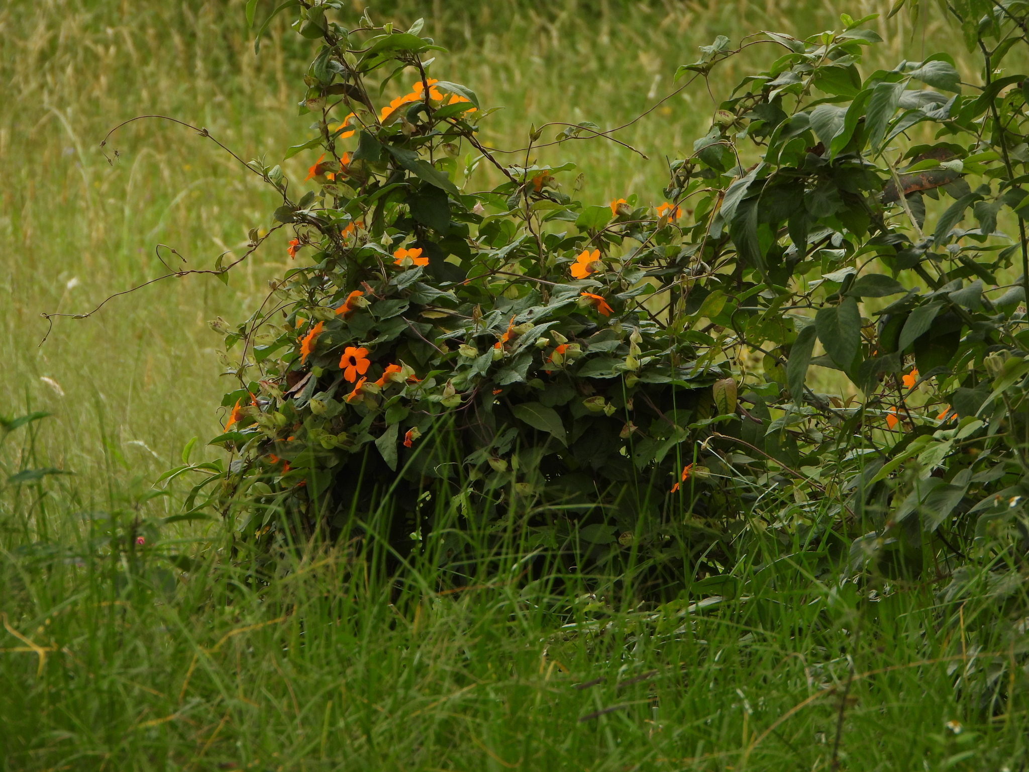 Thunbergia alata image