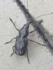Meconemus infuscatus
