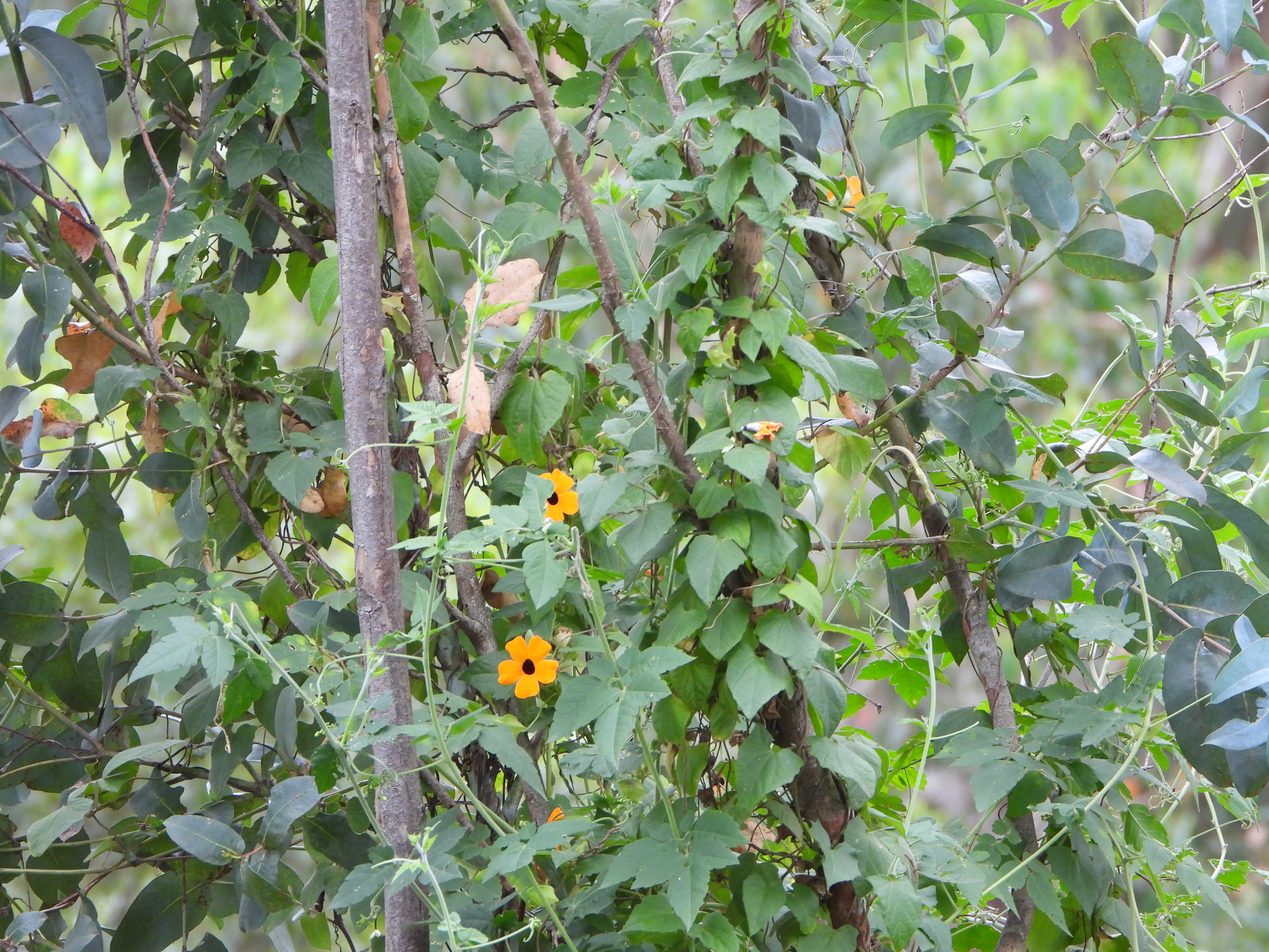 Thunbergia alata image