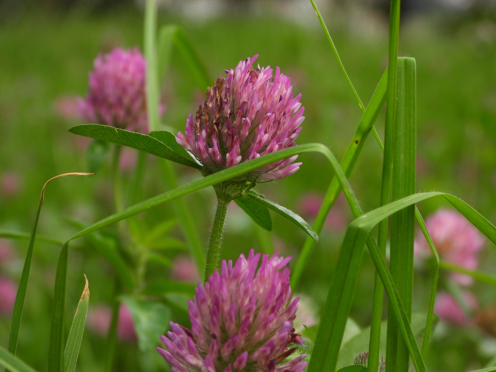 Trifolium pratense image