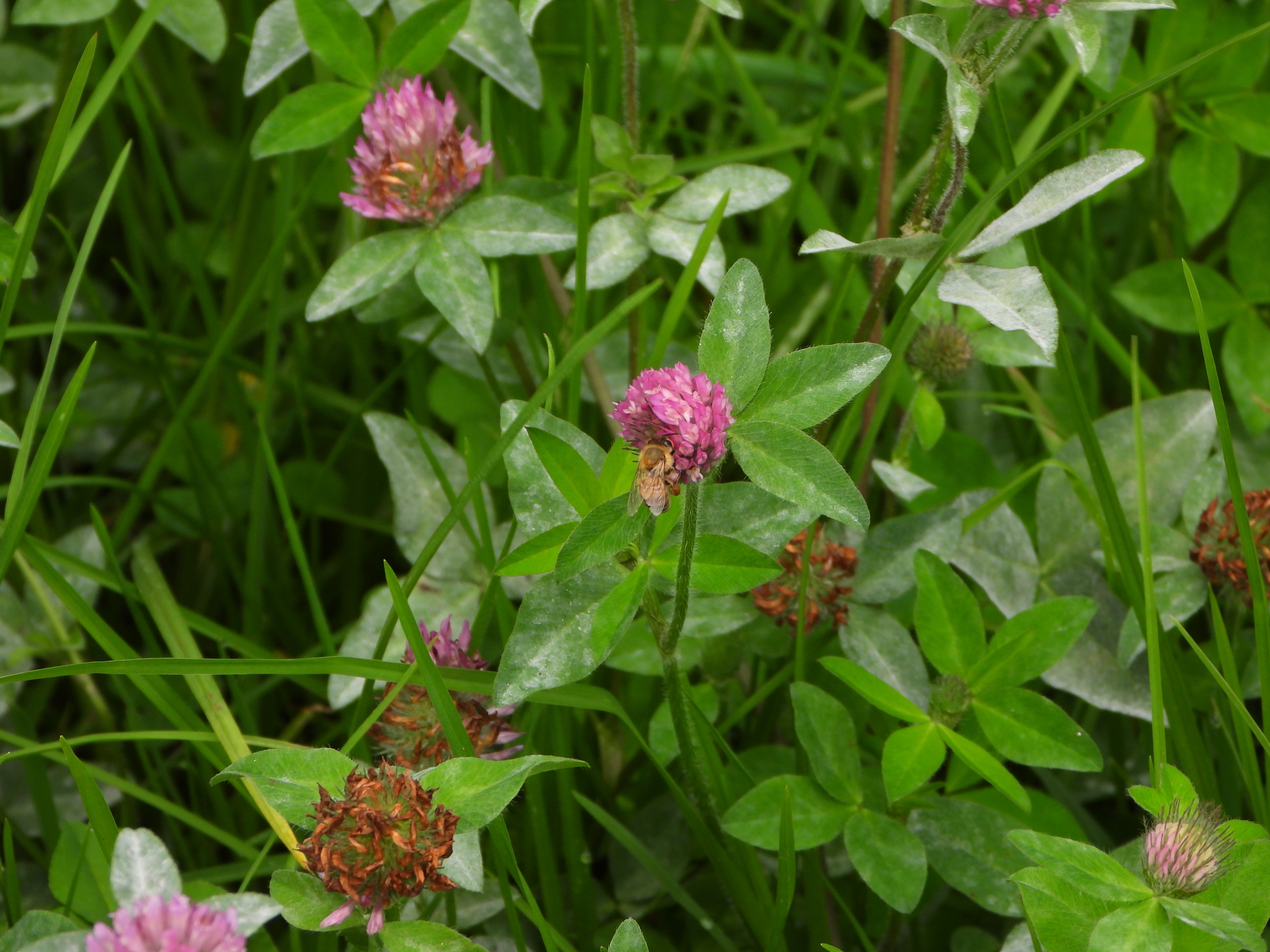 Apis mellifera image