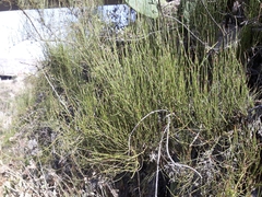 Ephedra americana