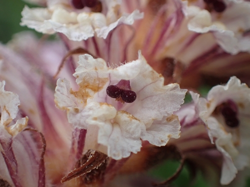 Image of Orobanche litorea by (c) Elias, some rights reserved (CC BY)
