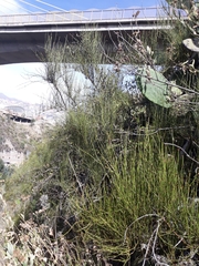 Ephedra americana
