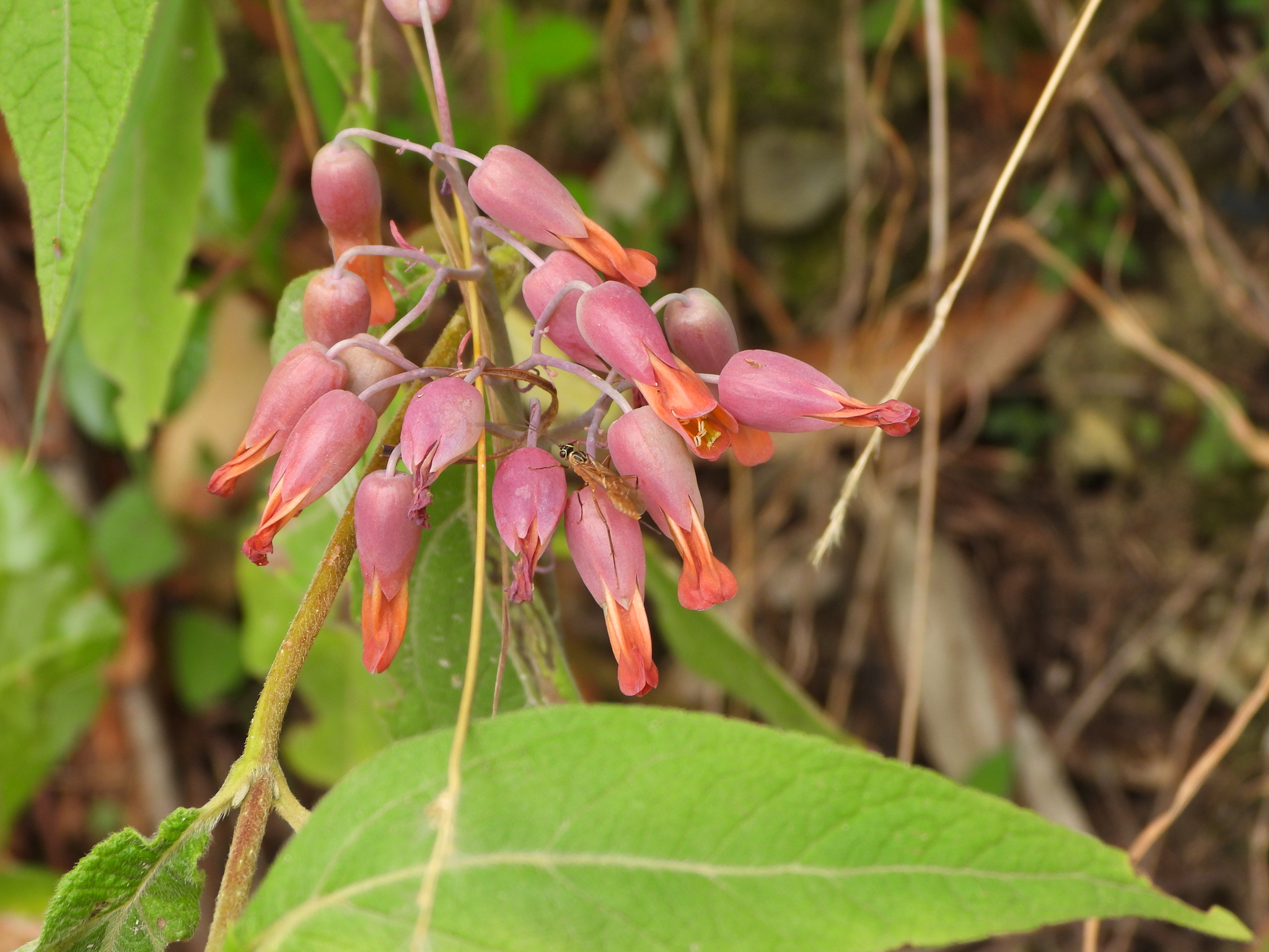 Kalanchoe laxiflora image