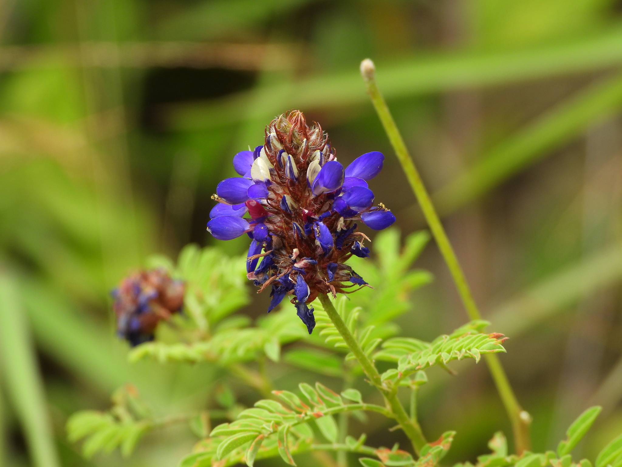 Fabaceae image