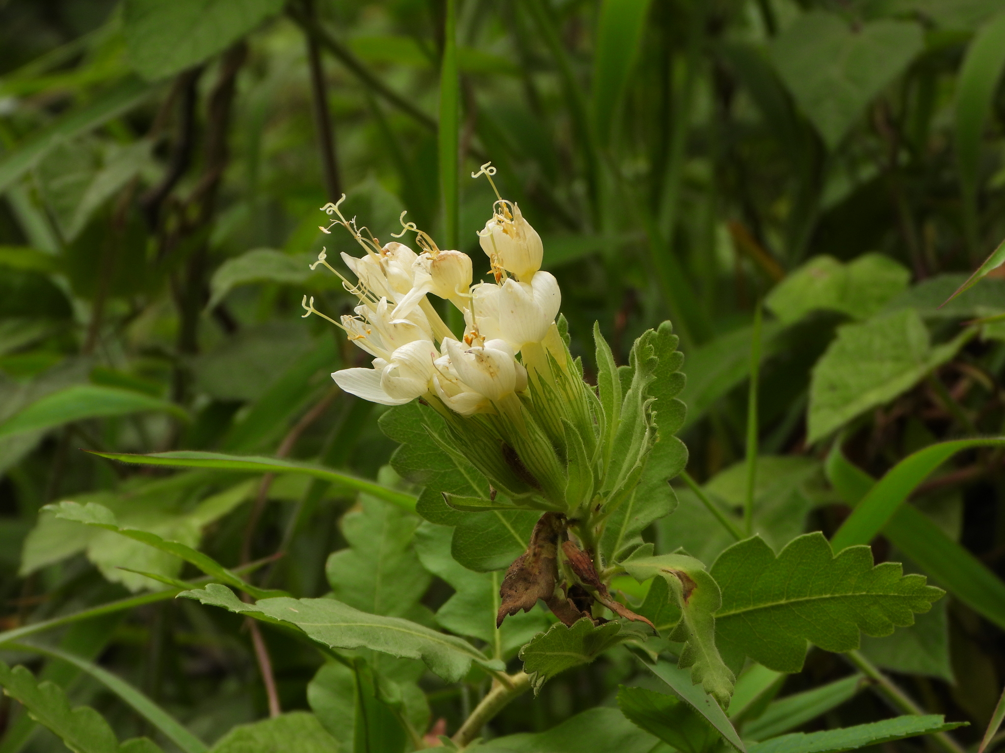 Cantua quercifolia image