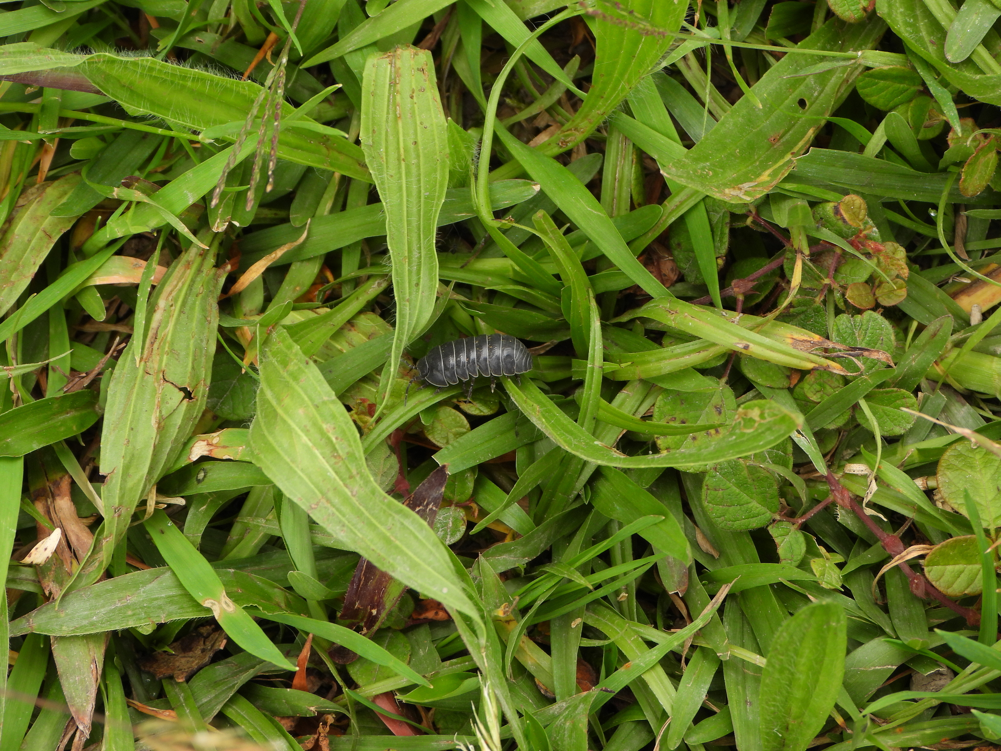 Armadillidium image