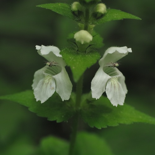 Synandra