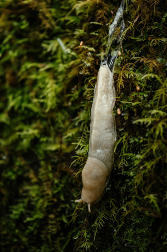 Pacific Banana Slug, photo 4 of 10
