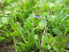 Veronica arvensis