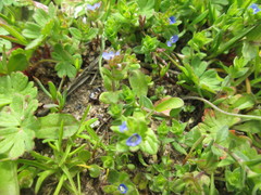 Veronica arvensis