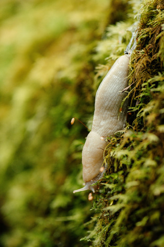 Pacific Banana Slug, photo 2 of 10