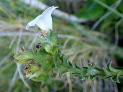 Roella amplexicaulis