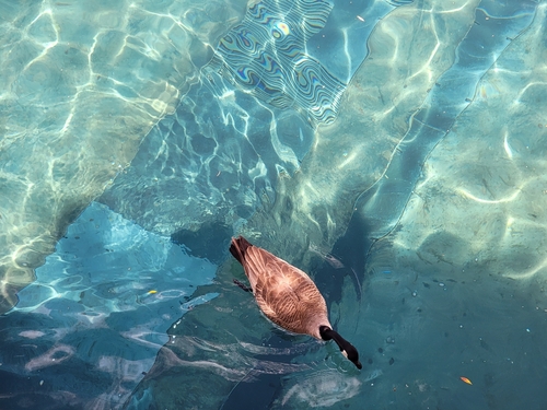 Canada Goose photographed in Nevada