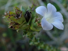 Roella amplexicaulis