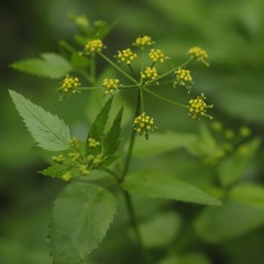 Thaspium trifoliatum aureum