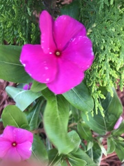 Catharanthus roseus image