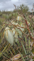 Yucca baccata baccata