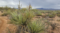 Yucca baccata baccata