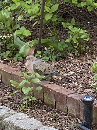 Mourning Dove