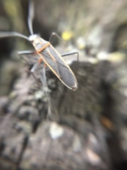 Stenomacra marginella