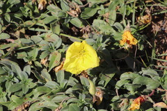 Oenothera indecora