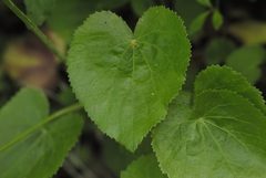 Thaspium trifoliatum aureum