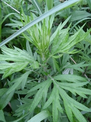 ワンピース 3005 mugwort Lovely Flower One Piece – Mugwort Mugwort