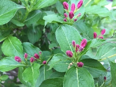Weigela