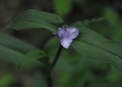 Tradescantia subaspera
