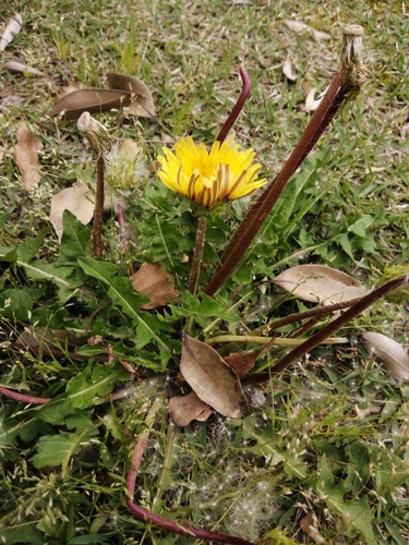 Taraxacum venustum iNat (2)