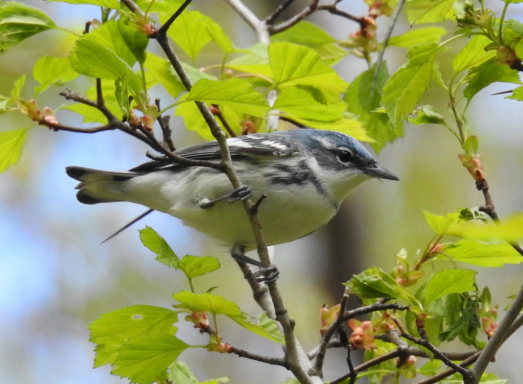 Cerulean Warbler