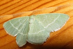 Chlorissa viridata